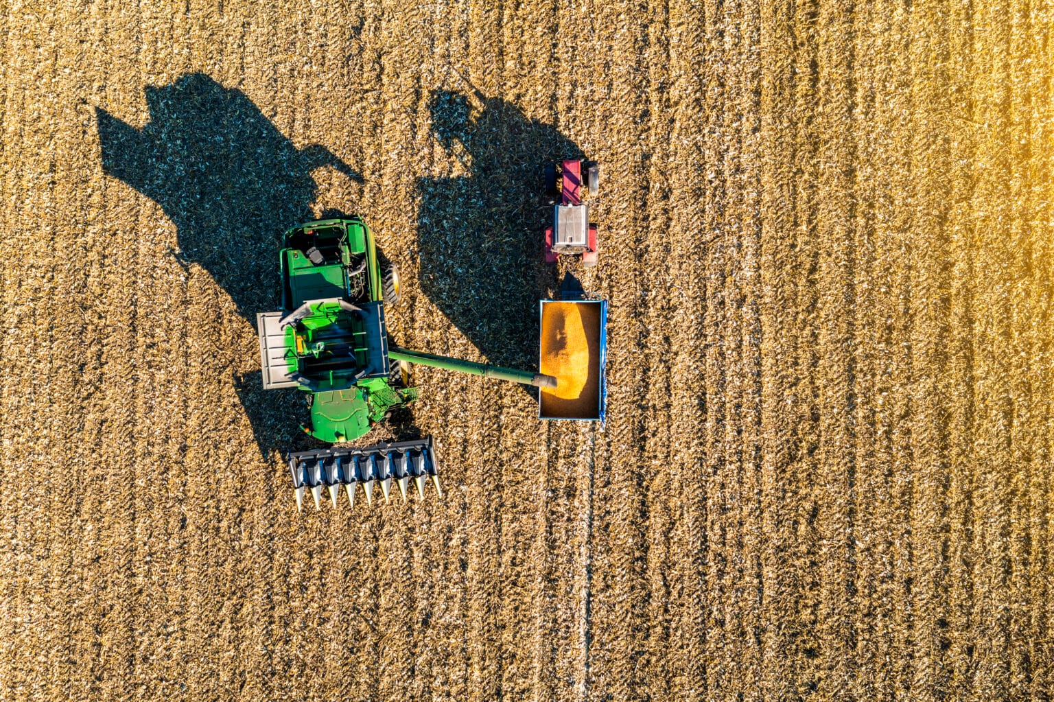Aerial view of harvester harvesting corn in the field.